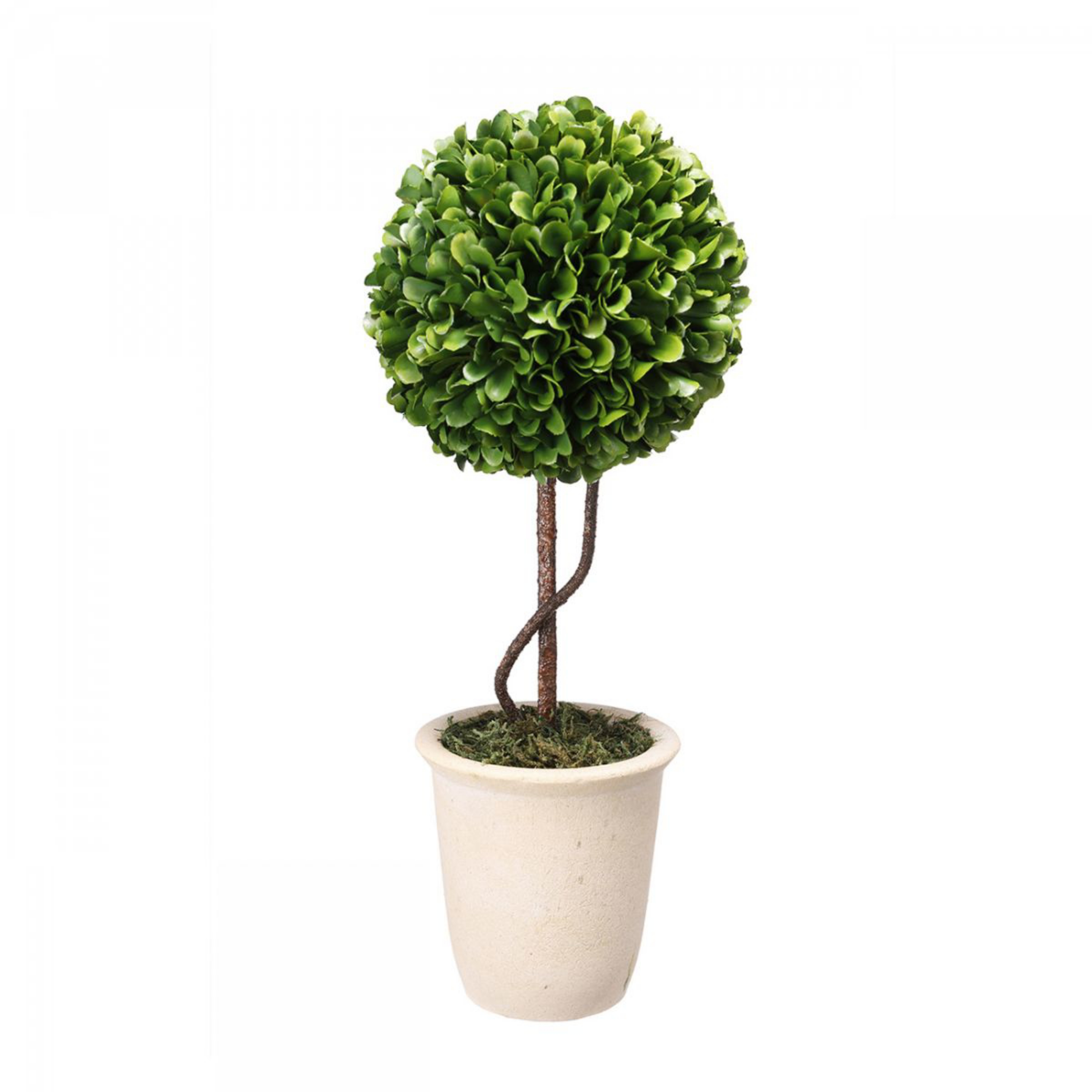 Picture of Boxwood Topiary