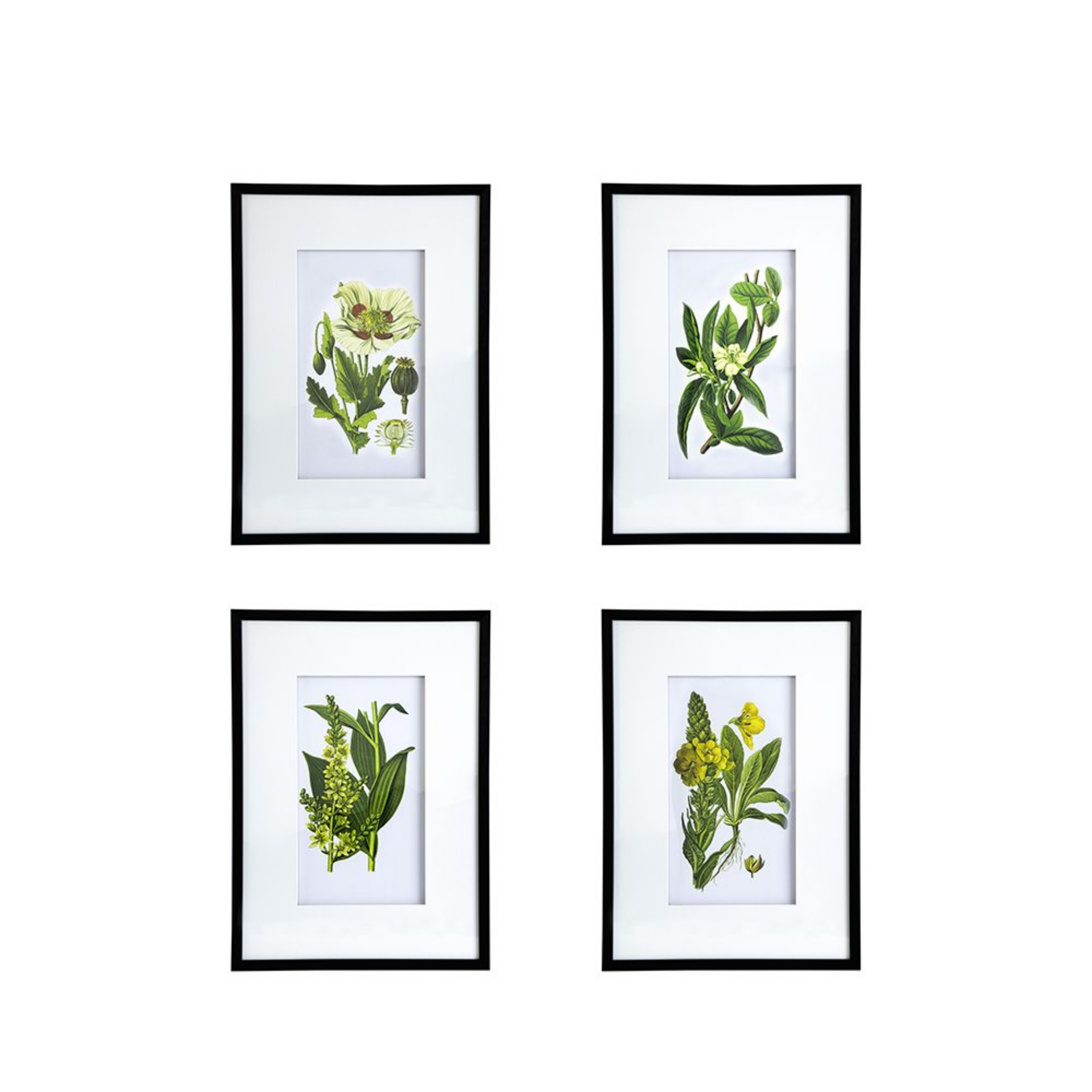 Picture of Botanical Wall Art Set
