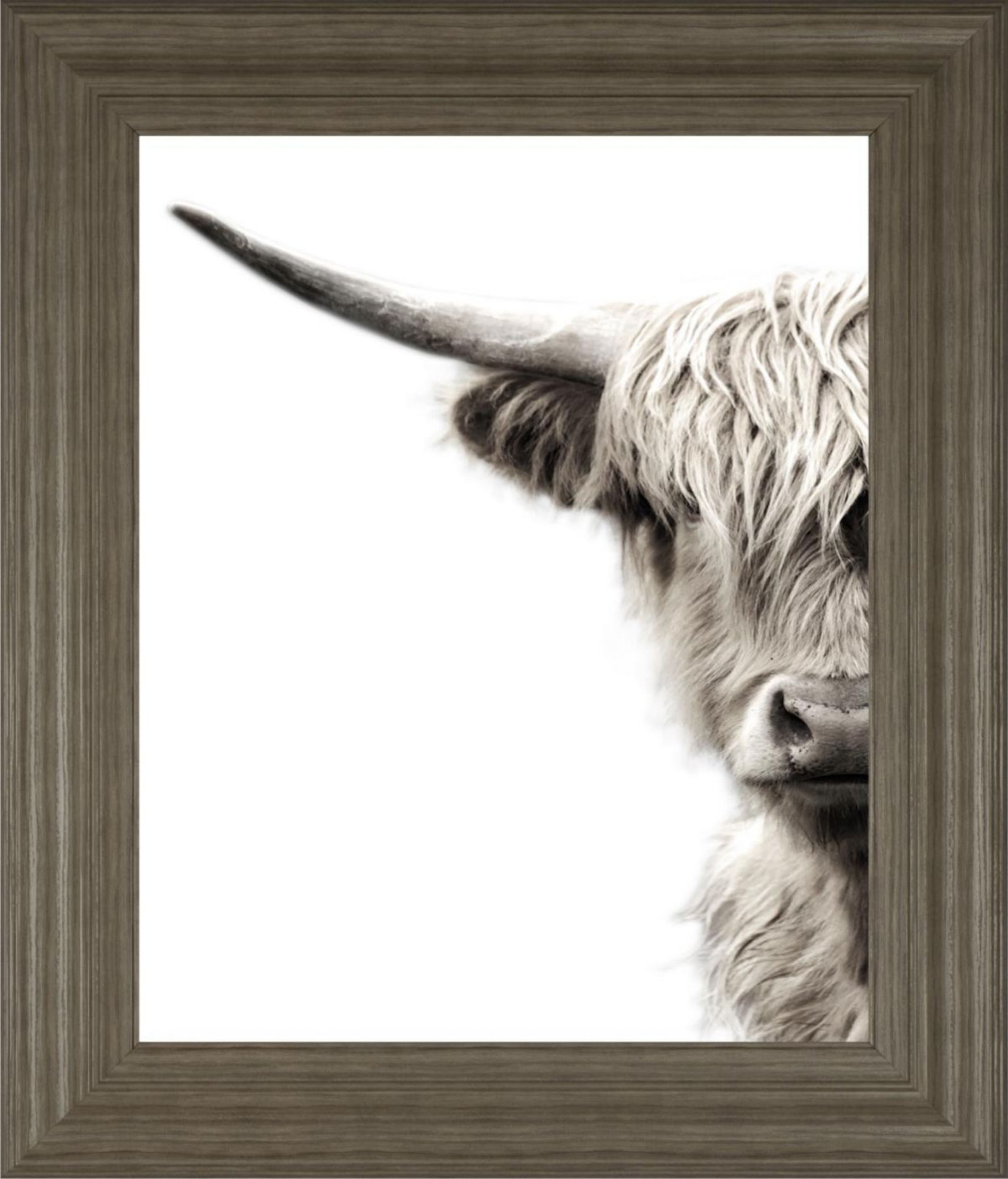 Picture of Highland Cattle Wall Art