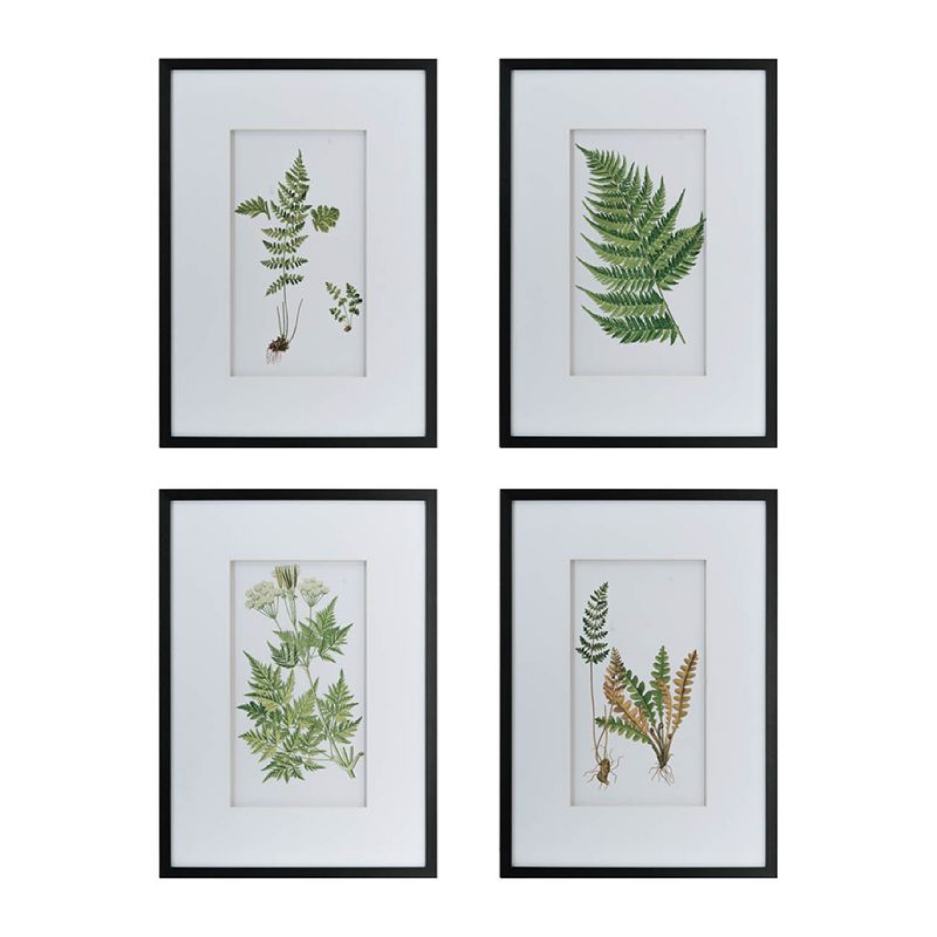 Picture of Botanical Wall Art Set
