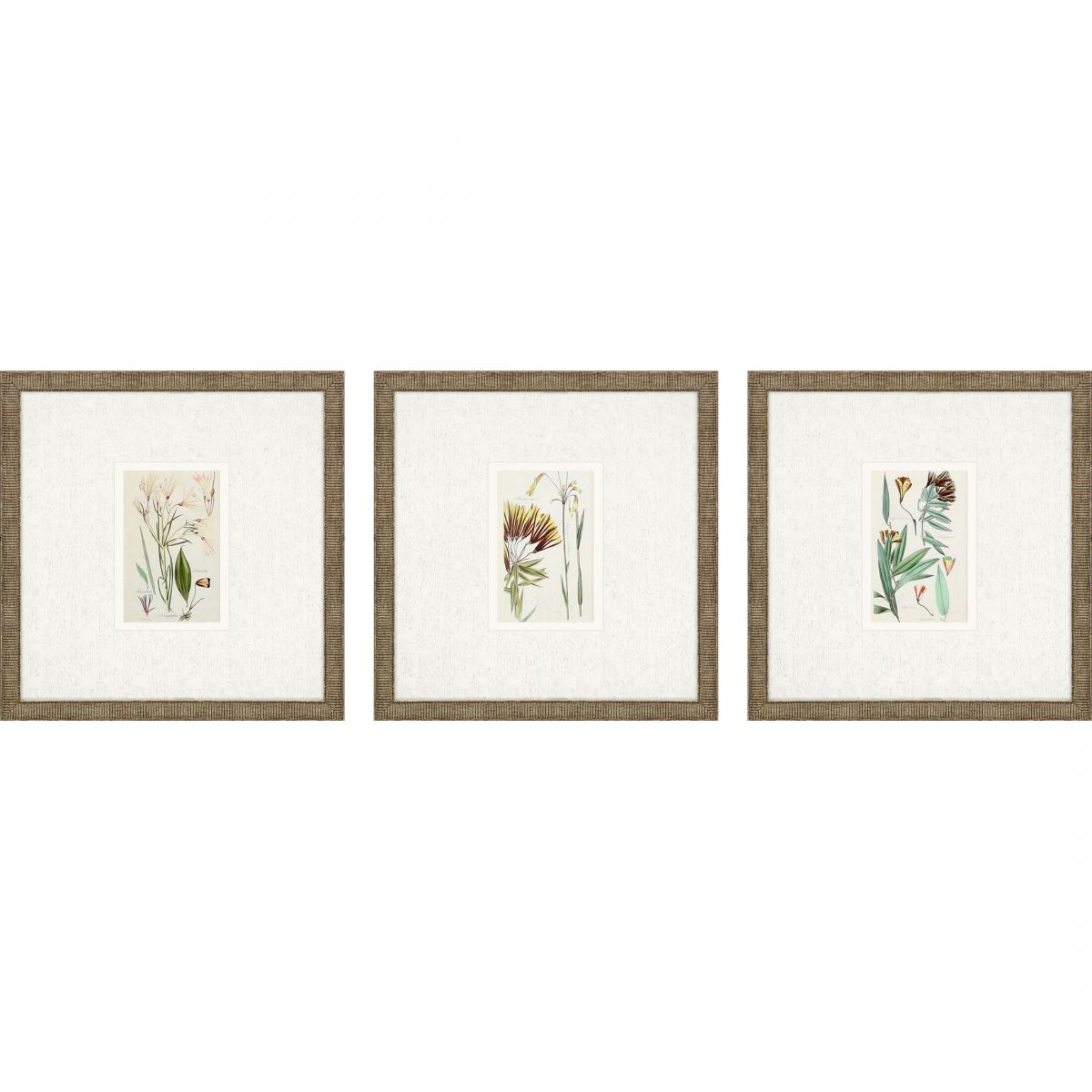 Picture of Antique Botanical I Wall Art Set 