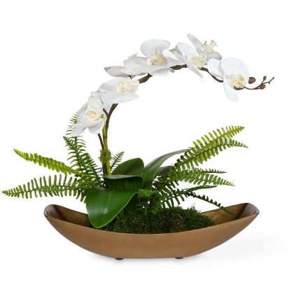 Picture of Transcend Orchid
