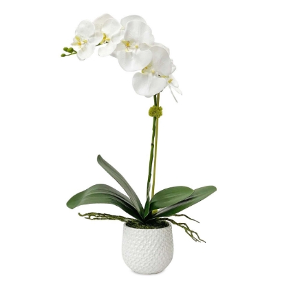 Picture of Cami Orchid