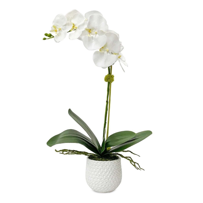 Picture of Cami Orchid