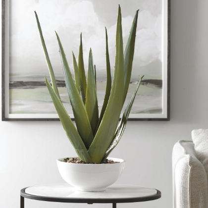 Picture of Evarado Aloe Planter