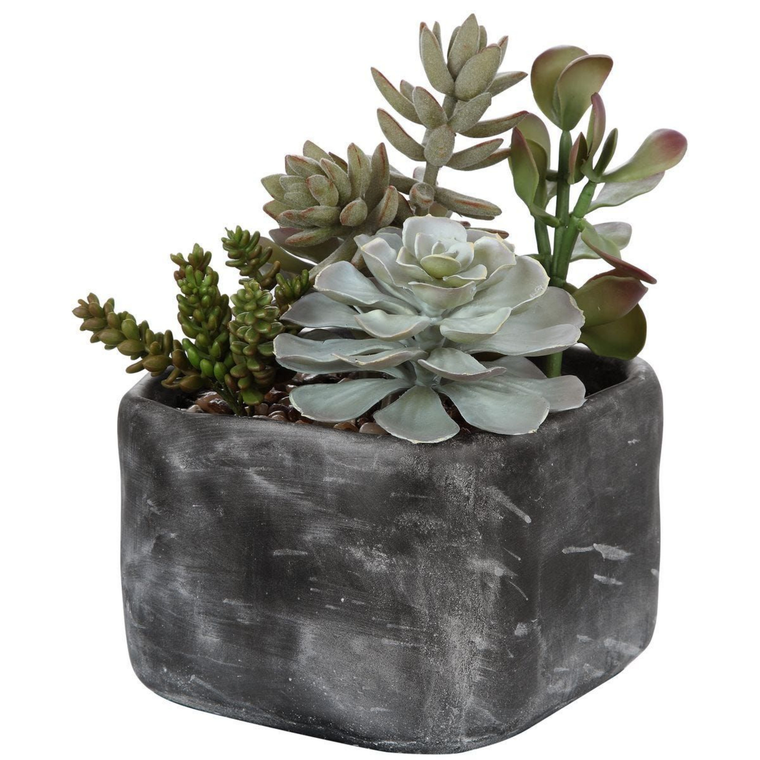Picture of Alverio Succulents