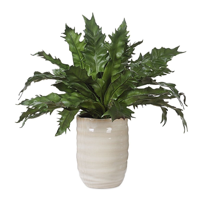 Picture of Verdure Fern