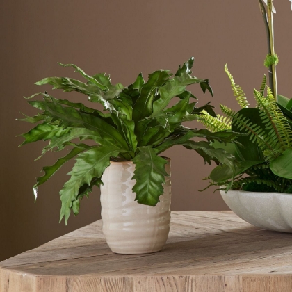 Picture of Verdure Fern