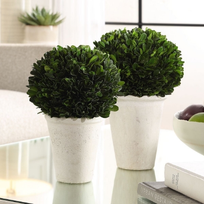 Picture of Boxwood Dome Set