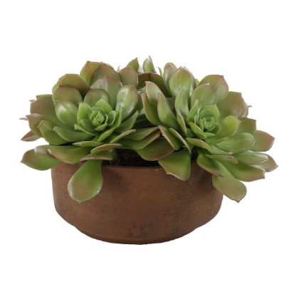 Picture of Sable Succulent Accent