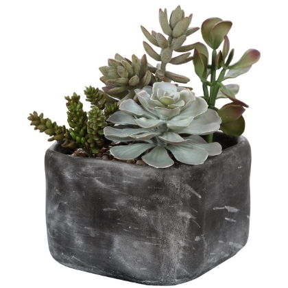 Picture of Alverio Succulents